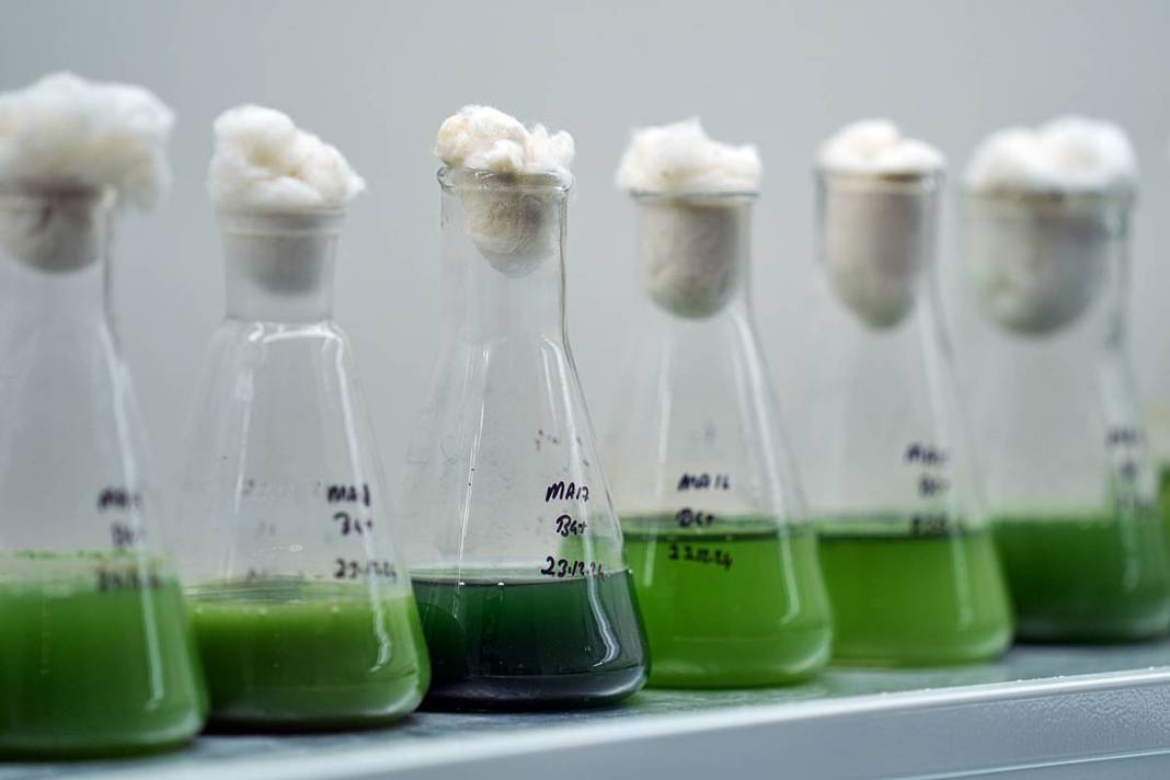 İstanbul'da buradan tutulan balıkları sakın yemeyin! Suda oksijen kalmadı, ağır metal ve pestisit var 3